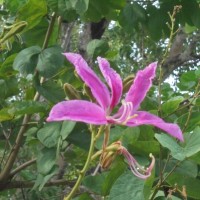 Bauhinia purpurea L.